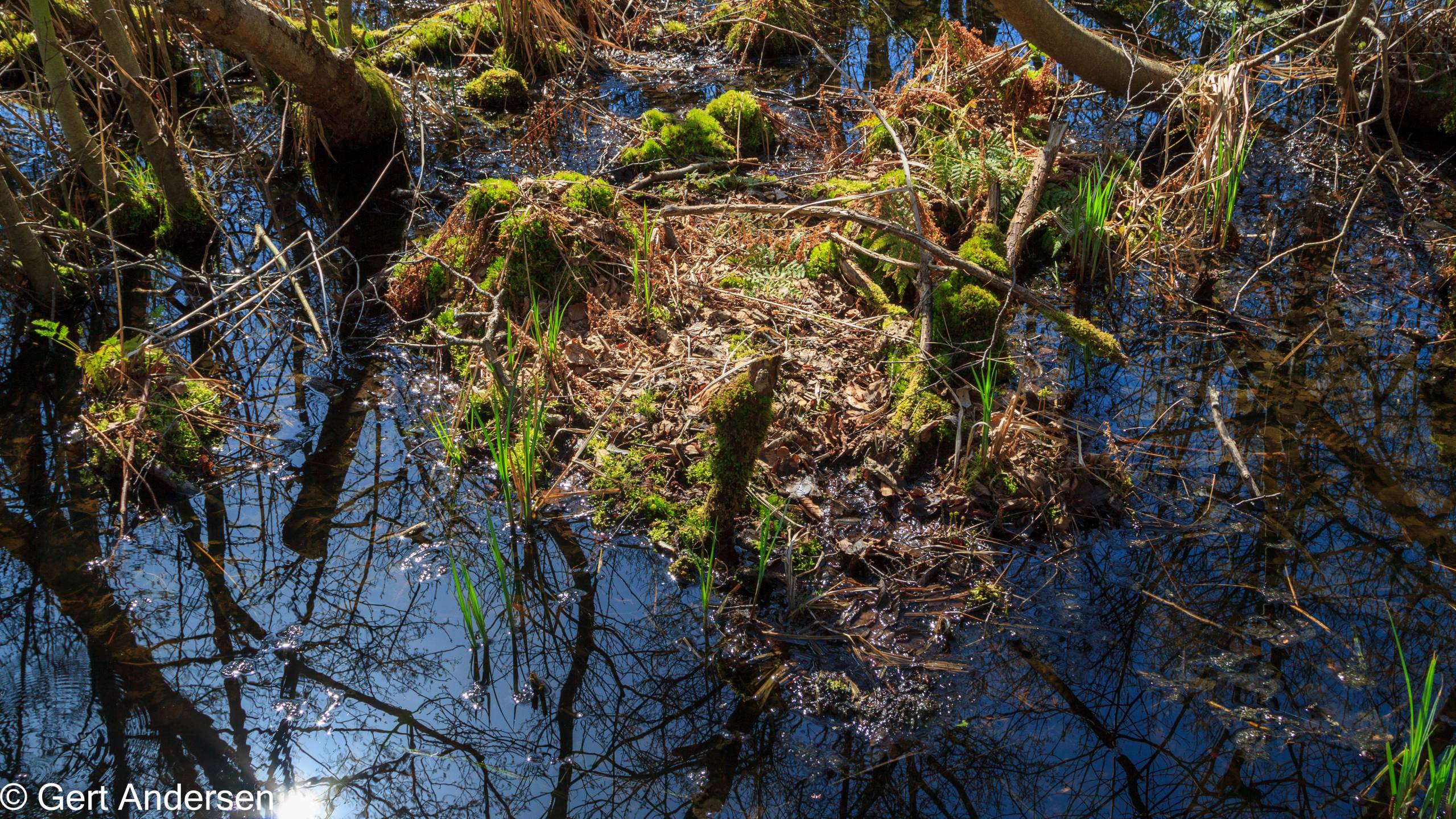 Lyngby Sø (25 of 37) compressed